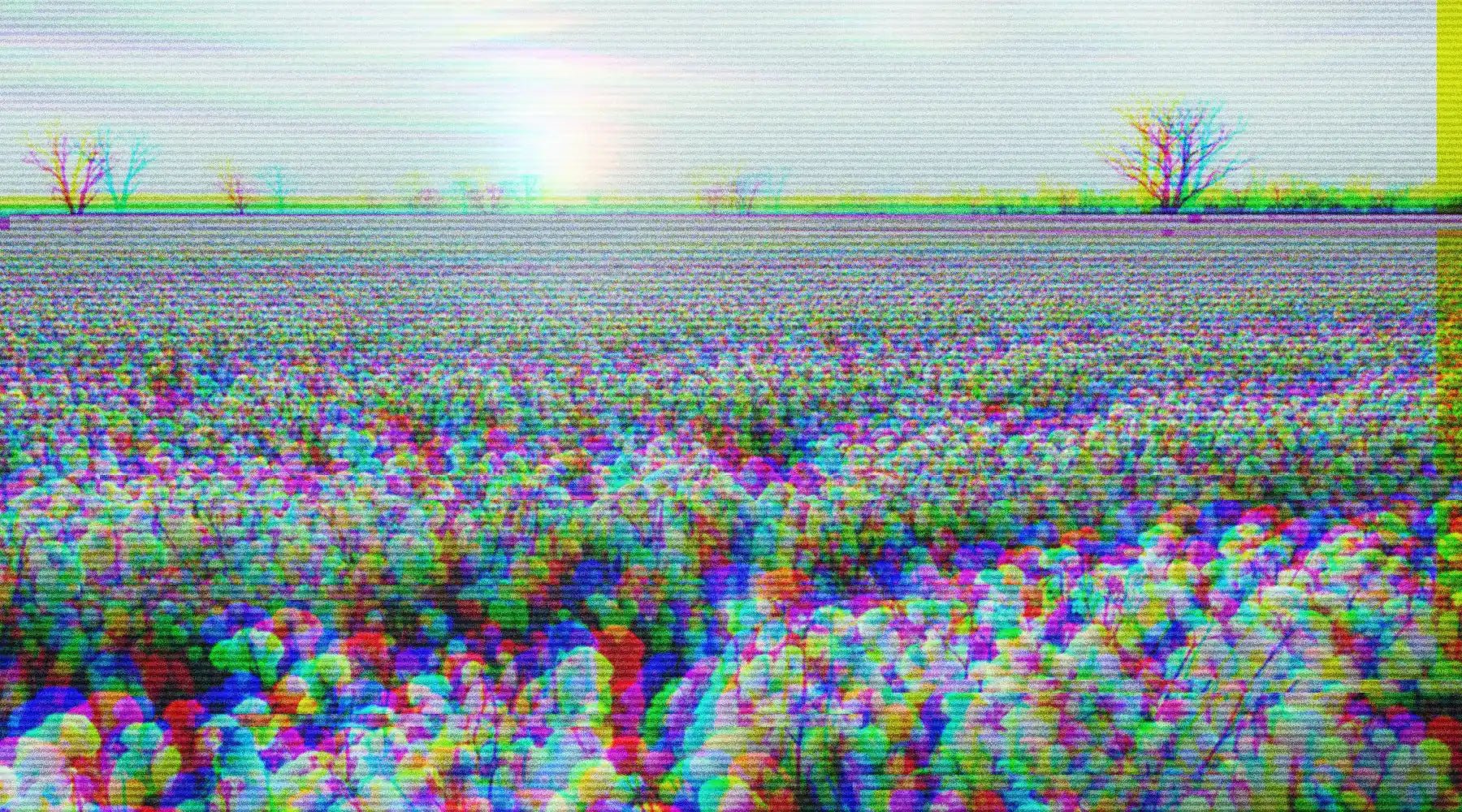 Pamut ültetvény - póló üzlet